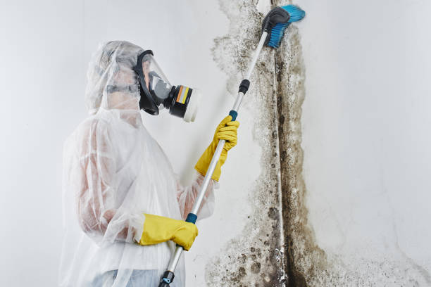 Best White Mold Remediation in Rainbow Springs, FL