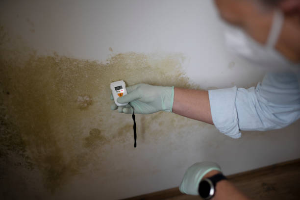 Best Mold Testing and Inspection Services in Rainbow Springs, FL